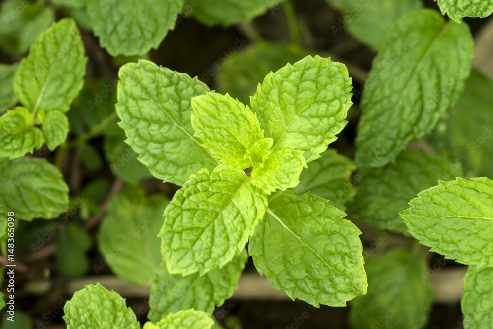 Fresh mint close up Fresh mint close up