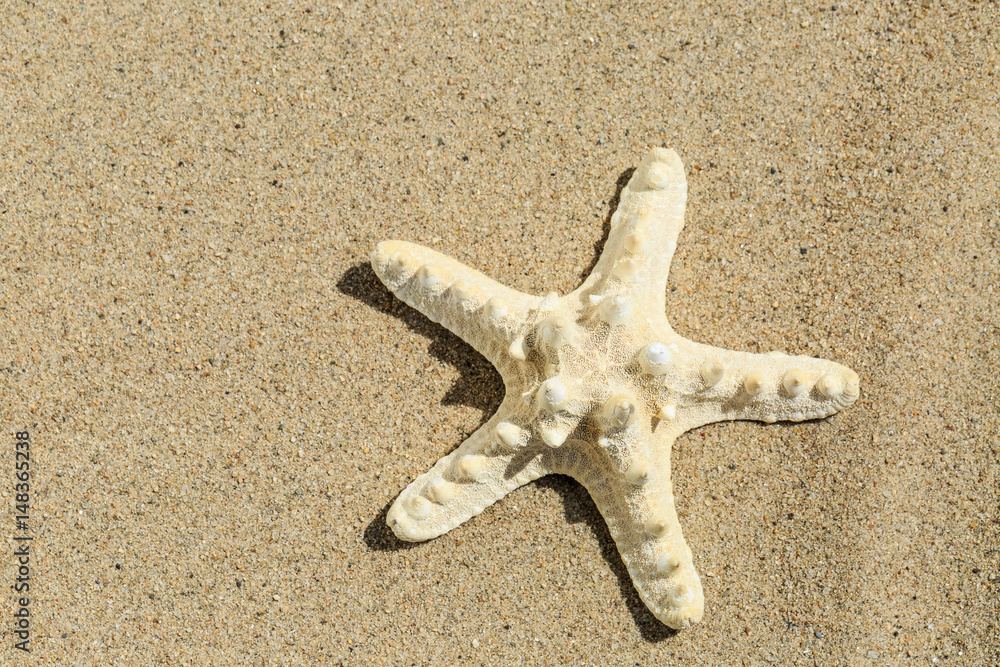 Starfish on sandy beach