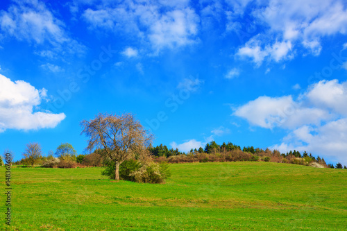 Green Grass Field Landscape and tree.
