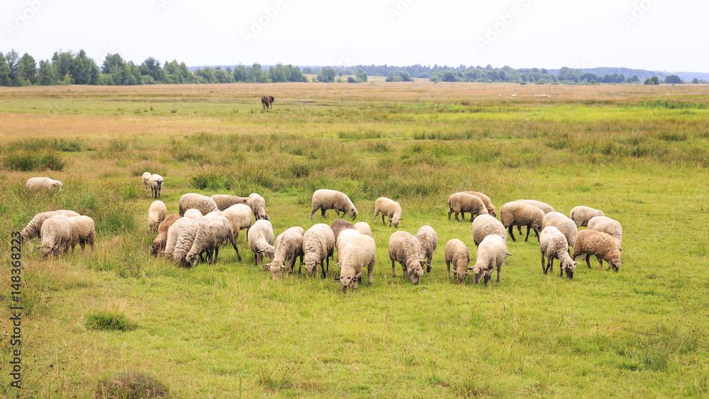 large flock of sheep grazing in a meadow in cloudy weather large flock of sheep grazing in a meadow in cloudy weather