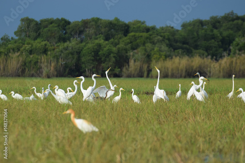 Big group of Cattle egret found at field in Phattalung, Thailand. © newroadboy