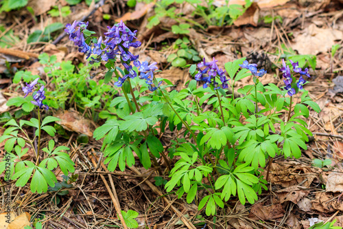 Fotografie First spring wild flowers.