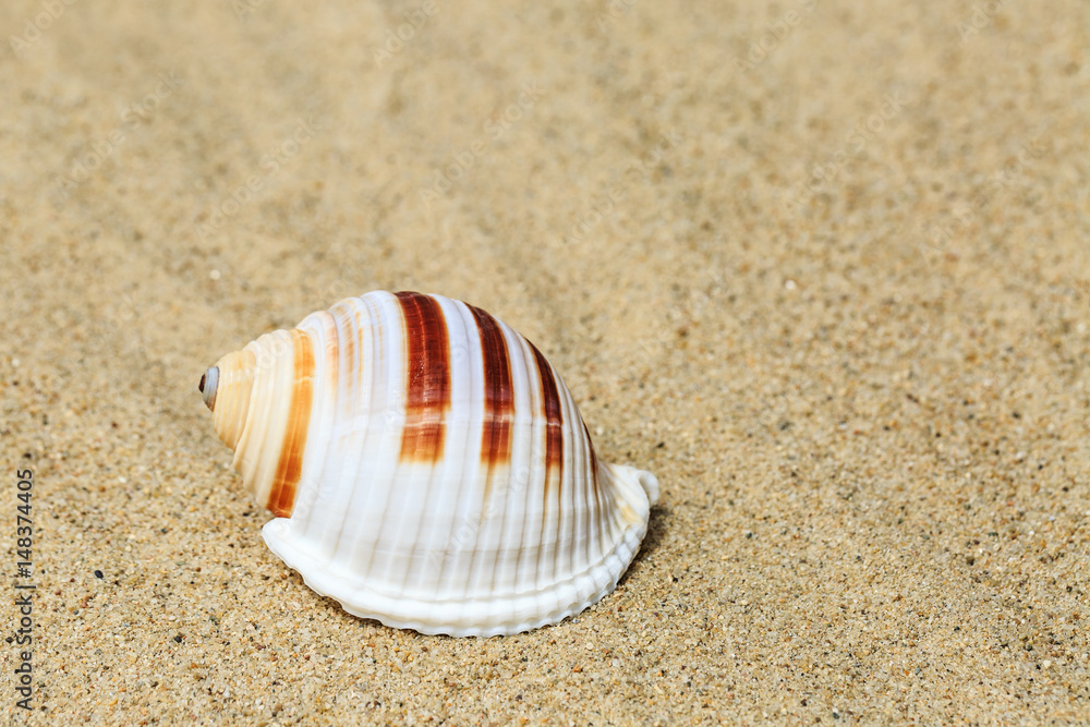 Landscape with conch on tropical beach Landscape with conch on tropical beach