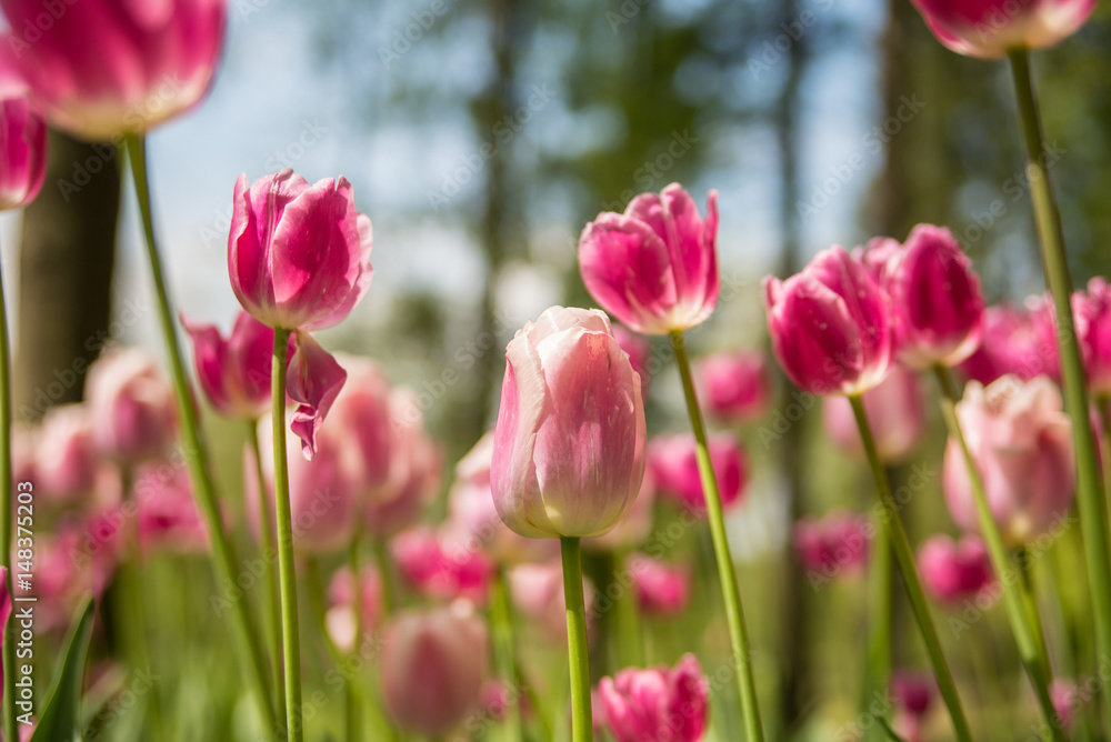 Fresh colorful tulips in nature park during spring time Fresh colorful tulips in nature park during spring time
