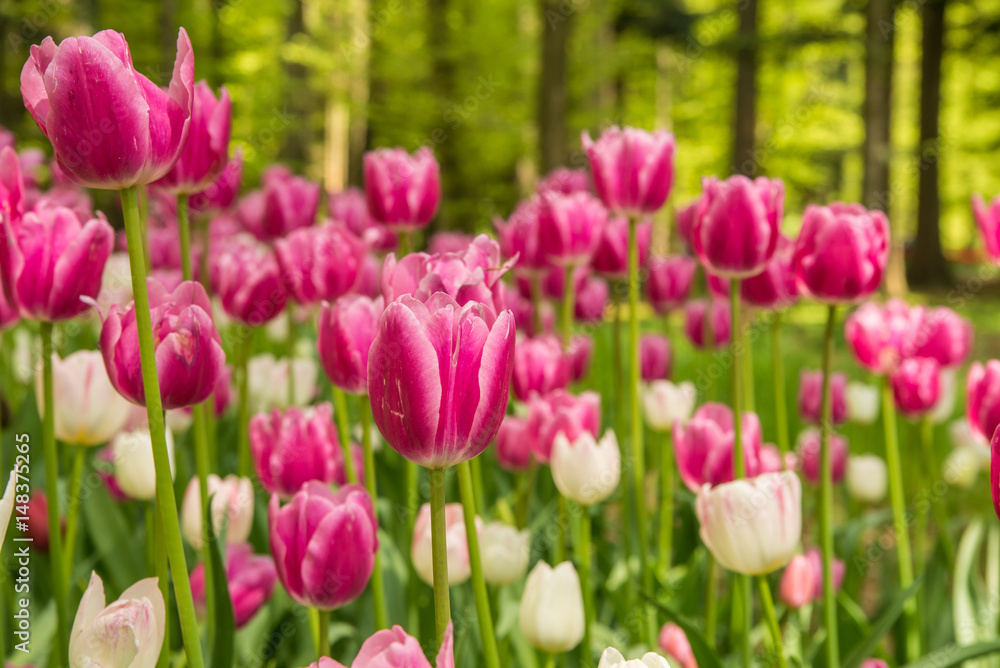 Obraz premium Fresh colorful tulips in nature park during spring time
