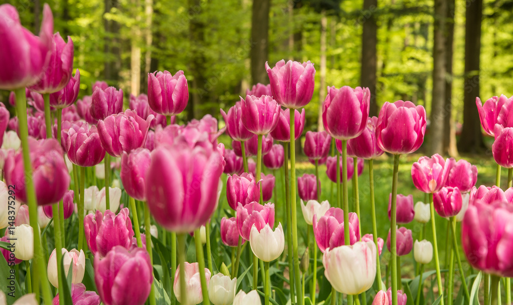 Fresh colorful tulips in nature park during spring time