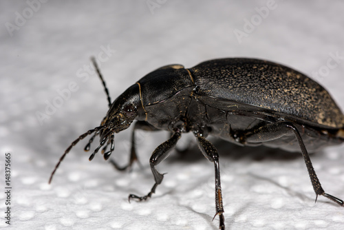 Macro of a female stag beetle, Lucanus cervus, side view © Manuel Findeis