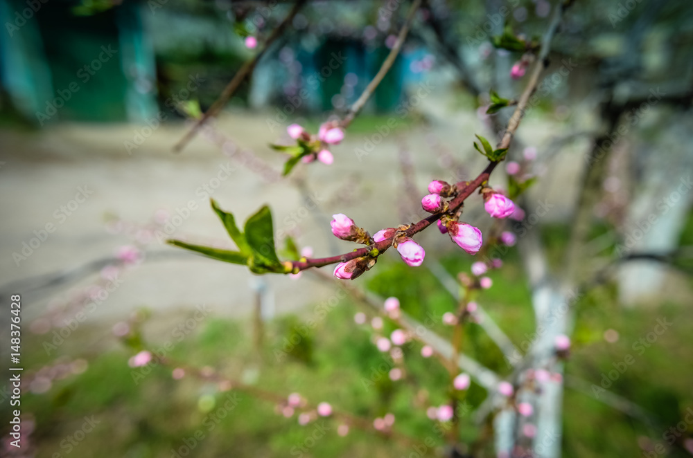 Peach blossom with pink flowers Peach blossom with pink flowers