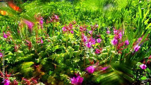 Fototapeta Naklejka Na Ścianę i Meble -  Geranium and grass in backlight with an optical filter.
