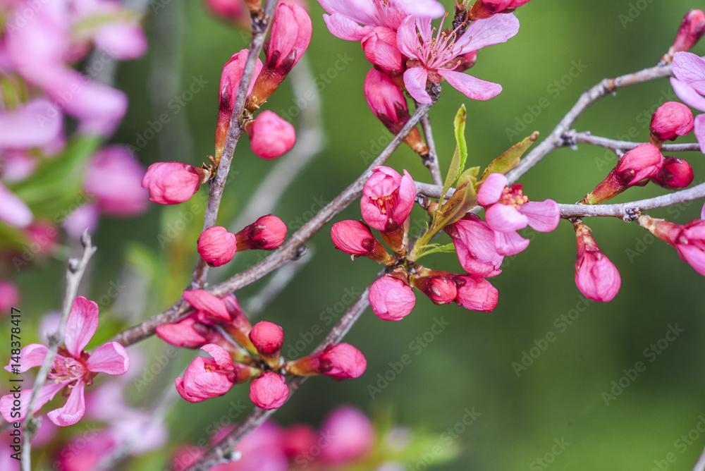 Blooming pink flower almond dwarf in garden, spring time. Blooming pink flower almond dwarf in garden, spring time.
