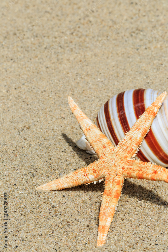 starfish and Shells on sandy beach starfish and Shells on sandy beach