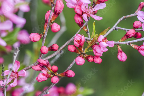 Blooming pink flower almond dwarf in garden, spring time.