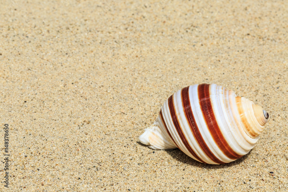 Landscape with conch on tropical beach Landscape with conch on tropical beach