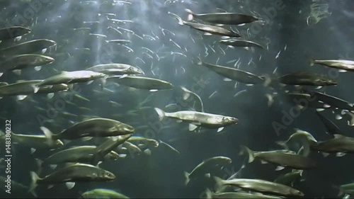 Salmon fish under water