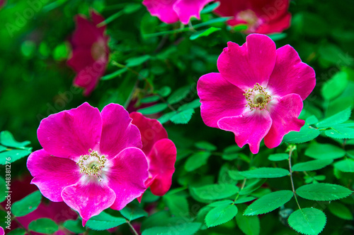 Two Pink Tea Roses