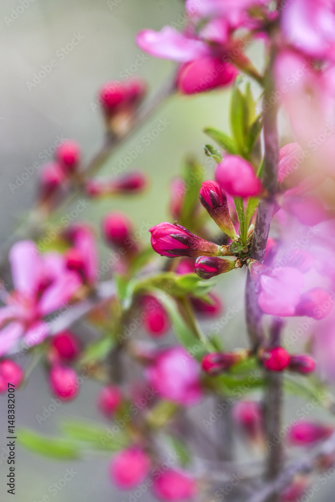 Blooming pink flower almond dwarf in garden, spring time. Blooming pink flower almond dwarf in garden, spring time.