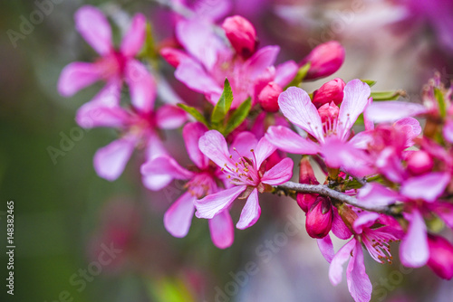 Blooming pink flower almond dwarf in garden, spring time.