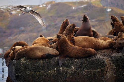 Wild sea lions