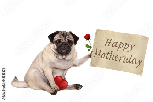 lovely cute pug puppy dog sitting down holding vintage paper sign with text happy mothersday, isolated on white background © monicaclick