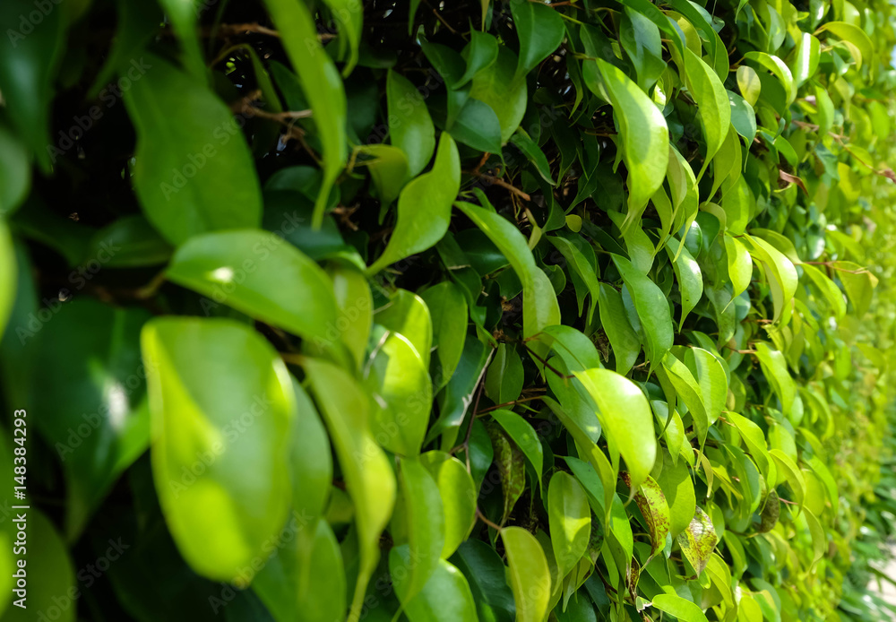 Obraz premium burry Tree fence background