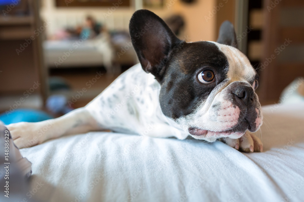 Adorable french bulldog wanna go to bed Adorable french bulldog wanna go to bed