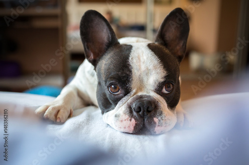 Fototapeta Naklejka Na Ścianę i Meble -  Adorable french bulldog wanna go to bed