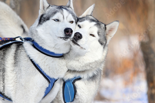 Siberian Husky friends.