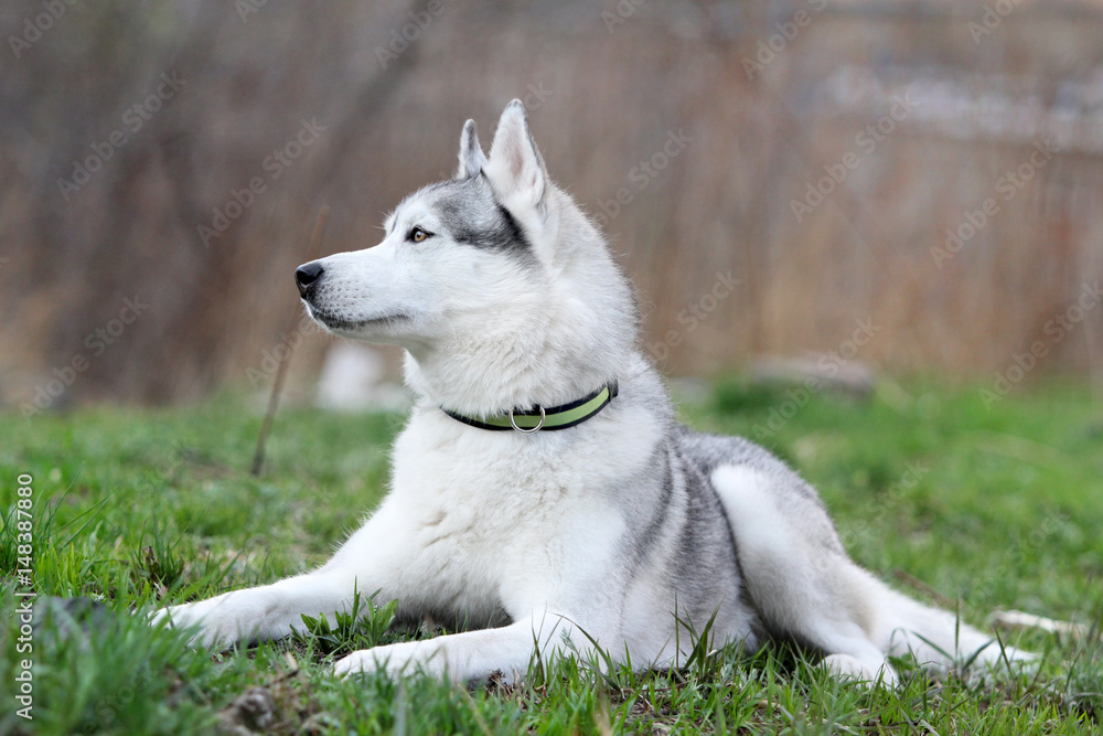 Siberian husky. Beautiful dog. Summer. Siberian husky. Beautiful dog. Summer.
