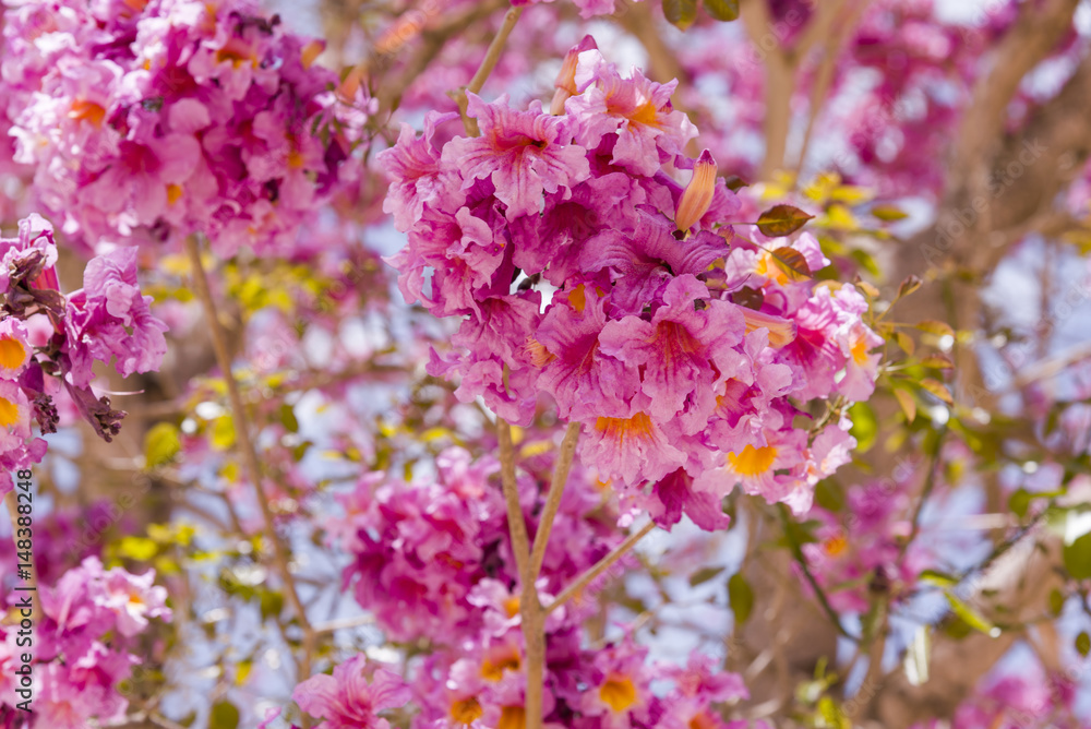 Pink ipe or pink lapacho, Tabebuia avellanedae or Handroanthus impetiginosus