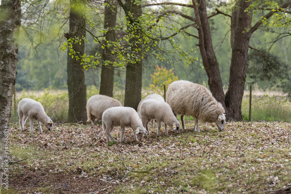 Obraz premium Bentheimer Landschafe