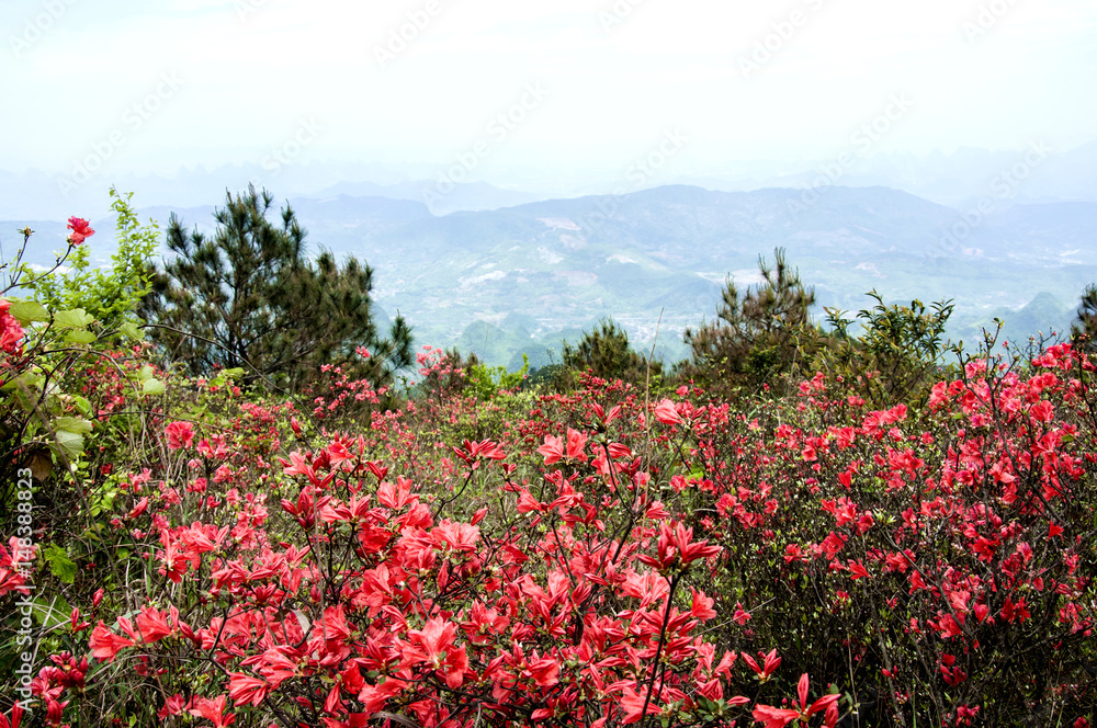 Azalea flowers and mountains scenery in summer 