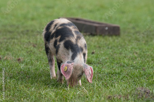 Buntes Bentheimer Schwein Ferkel photo