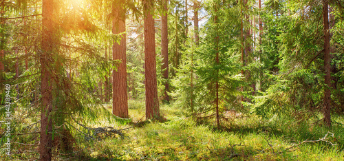 pine and fir forest panorama in spring. Pathway in the park