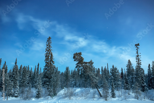 Pine trees forest at winter twilight. Nature landscape