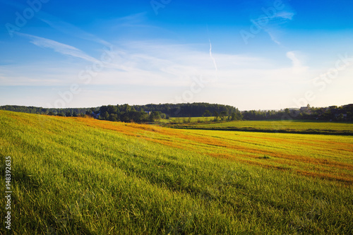 Summer landscape. Field of green grass and blue sky in the countryside.