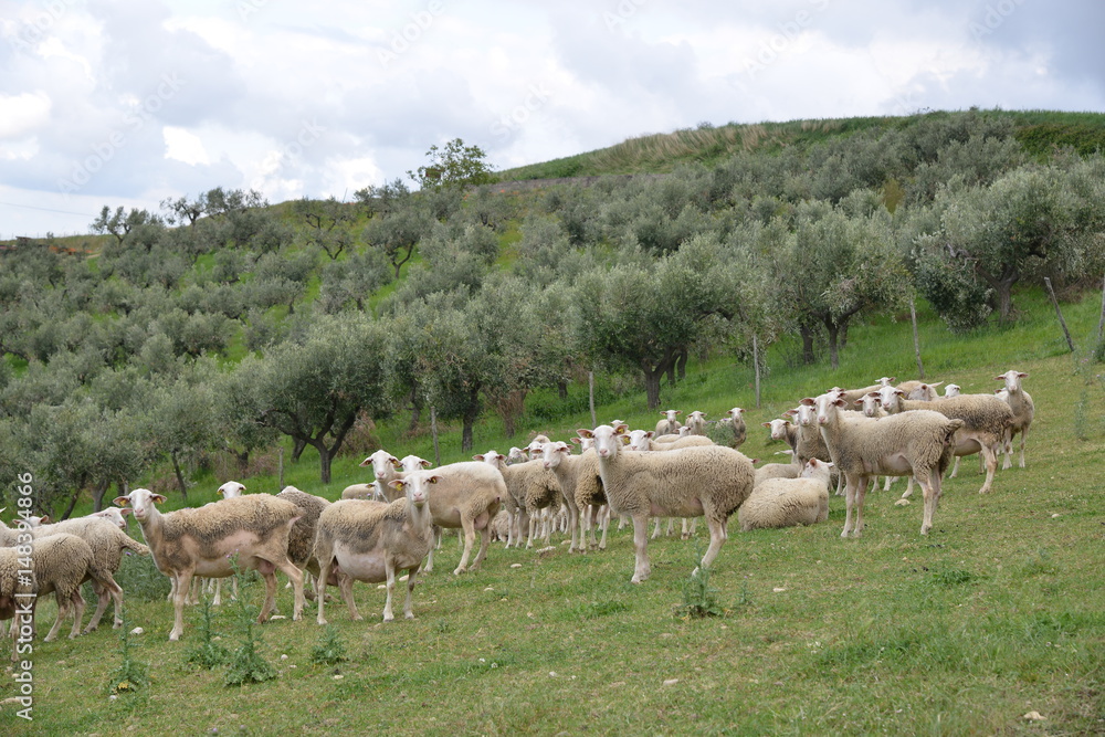 Obraz premium Flock of sheep in a field