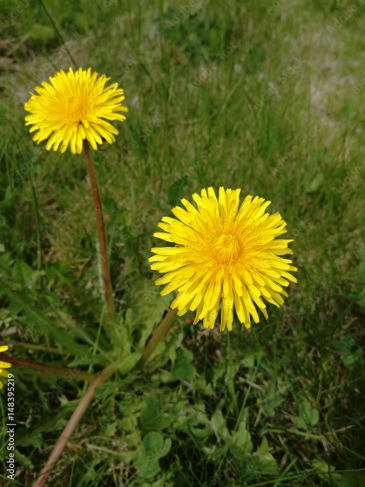 Two dandelion blossom detail