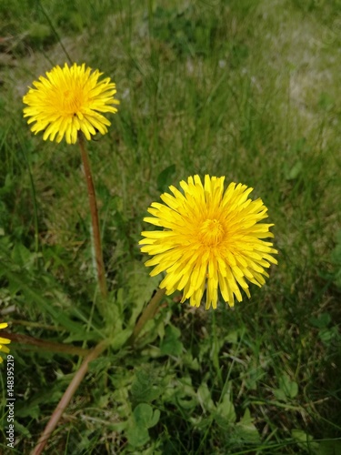 Two dandelion blossom detail