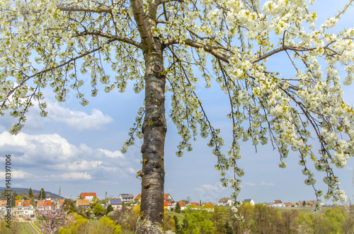 Frühlingslandschaft  in Edenkoben Landkreis Südliche Weinstraße Deutschland 
 photo