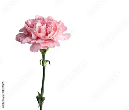 Fototapeta Naklejka Na Ścianę i Meble -  Pink carnation flower isolated on white background with clipping path