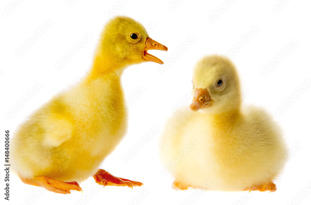 goslings goslings
