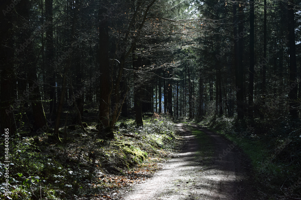 Fototapeta premium Waldweg im Frühling