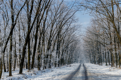 Beautiful snow-covered road. High beautiful trees in snow and frost