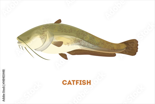 Isolated catfish fish on white background. Fresh food.