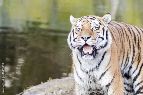 Bengal tiger roaring beside the water