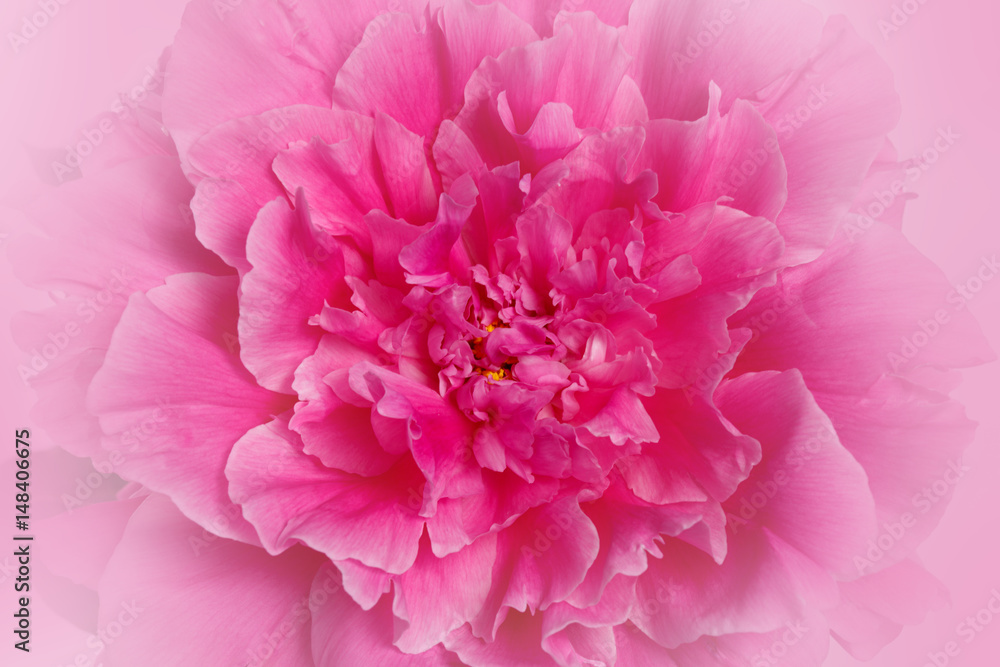 Fototapeta Floral background, flower pink background macro.