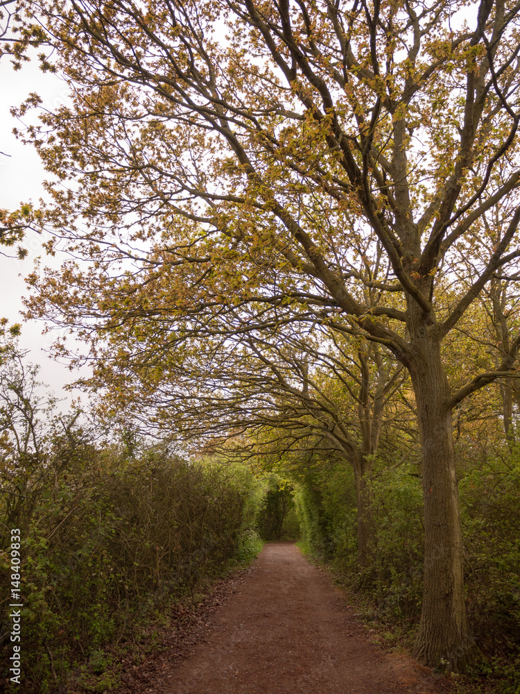 pathway through a forest for walking and peace pathway through a forest for walking and peace
