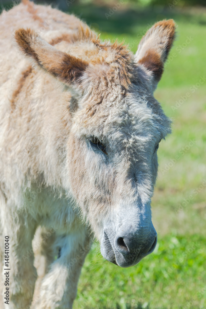 Fototapeta premium Donkey in a field, head