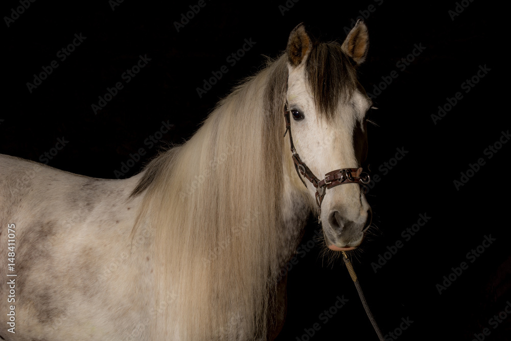 Naklejka premium Schimmelportrait