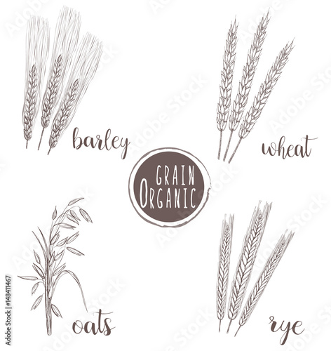 Organic grain sketch illustration. Hand drawing wheat, barley, oats, rye ear set
